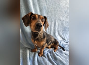 Barney - Sensibler Rüde sucht liebevolles Zuhause!