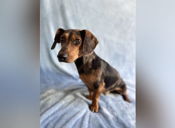Barney - Sensibler Rüde sucht liebevolles Zuhause!