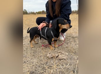 Colton - Kleiner Herzenshund sucht endlich sein Glück!