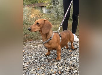 Bandit - Kleiner Dackelrüde sucht sein Glück