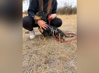 Colton - Kleiner Herzenshund sucht endlich sein Glück!