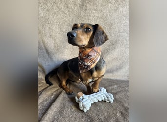 Barney - Sensibler Rüde sucht liebevolles Zuhause!