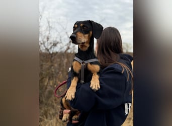 Colton - Kleiner Herzenshund sucht endlich sein Glück!