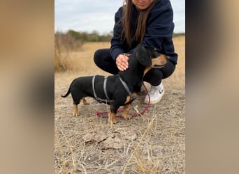 Colton - Kleiner Herzenshund sucht endlich sein Glück!