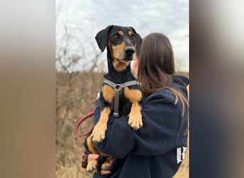 Colton - Kleiner Herzenshund sucht endlich sein Glück!