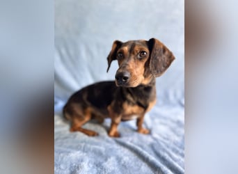 Barney - Sensibler Rüde sucht liebevolles Zuhause!