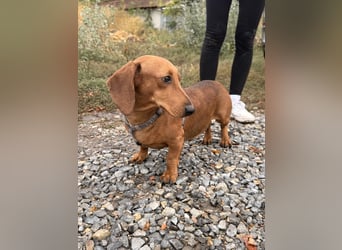 Bandit - Kleiner Dackelrüde sucht sein Glück