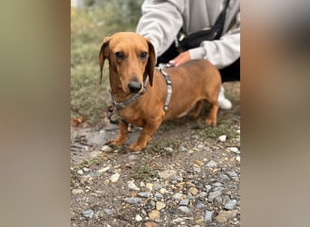Bandit - Kleiner Dackelrüde sucht sein Glück