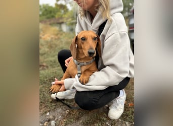 Bandit - Kleiner Dackelrüde sucht sein Glück