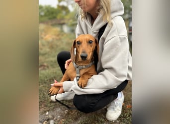 Bandit - Kleiner Dackelrüde sucht sein Glück