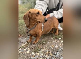 Bandit - Kleiner Dackelrüde sucht sein Glück