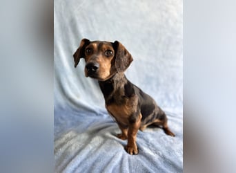 Barney - Sensibler Rüde sucht liebevolles Zuhause!