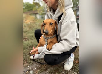 Bandit - Kleiner Dackelrüde sucht sein Glück