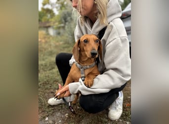 Bandit - Kleiner Dackelrüde sucht sein Glück