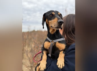 Colton - Kleiner Herzenshund sucht endlich sein Glück!