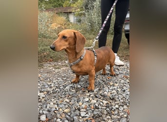 Bandit - Kleiner Dackelrüde sucht sein Glück