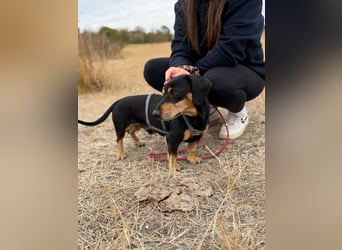 Colton - Kleiner Herzenshund sucht endlich sein Glück!