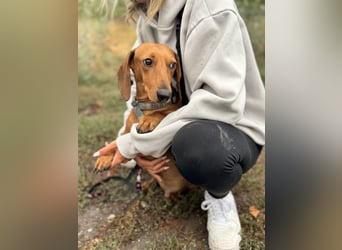 Bandit - Kleiner Dackelrüde sucht sein Glück