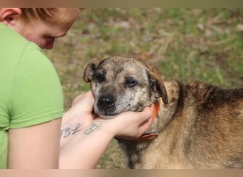 Teo, Dackelmischling, geb. 2013, ganz lieber Opi hat wieder sein Zuhause verloren