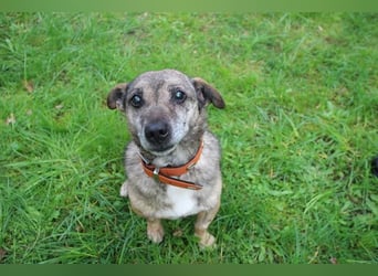 Teo, Dackelmischling, geb. 2013, ganz lieber Opi hat wieder sein Zuhause verloren