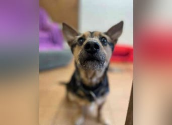 Klex, Dackel-Terrier-Mix, geb 2020, liebevoller Eigenbrödler sucht Zuhause