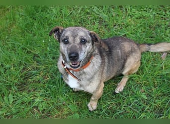 Teo, Dackelmischling, geb. 2013, ganz lieber Opi hat wieder sein Zuhause verloren