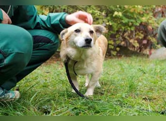 Kasctanek, Dackelmix, geb. 2019, su. einen ruhigen Haushalt, gern bei Anfängern oder Senioren