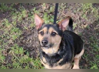 Klex, Dackel-Terrier-Mix, geb 2020, liebevoller Eigenbrödler sucht Zuhause