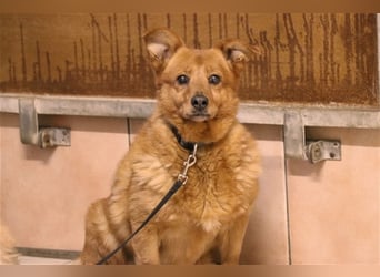 Leta,Dackel-Mix-Hündin, geb. 2012, kleine, ängstliche Hundedame