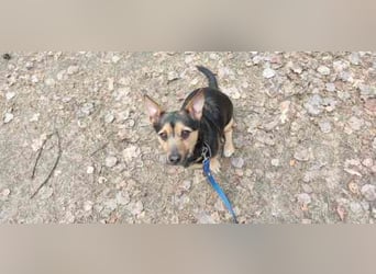 Klex, Dackel-Terrier-Mix, geb 2020, liebevoller Eigenbrödler sucht Zuhause