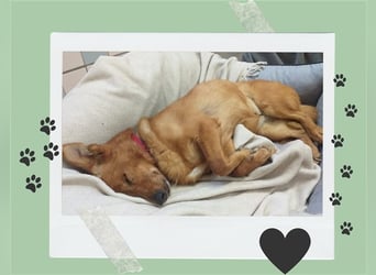 Leta,Dackel-Mix-Hündin, geb. 2012, kleine, ängstliche Hundedame