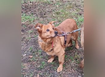 Leta,Dackel-Mix-Hündin, geb. 2012, kleine, ängstliche Hundedame