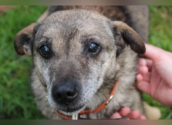 Teo, Dackelmischling, geb. 2013, ganz lieber Opi hat wieder sein Zuhause verloren