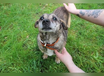 Teo, Dackelmischling, geb. 2013, ganz lieber Opi hat wieder sein Zuhause verloren