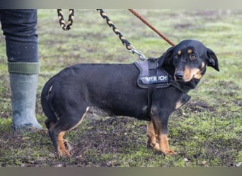 Tubi Si - Dackelmix-Mädel sucht Zuhause