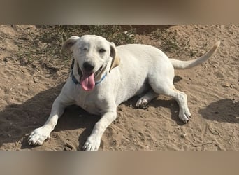Simba – freundlicher Dackel-Mischling sucht liebevolle Familie für seinen Neustart 