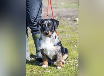 JAKOB (SI) – anhänglicher junger Dackel-Mix sucht sein Zuhause