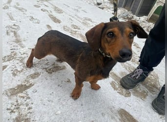 KLEON (KK) – fröhlicher Dackel-Mix sucht Menschen für gemeinsame Abenteuer