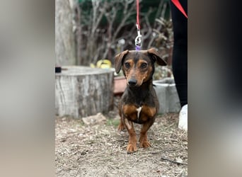 KLEON (KK) – fröhlicher Dackel-Mix sucht Menschen für gemeinsame Abenteuer