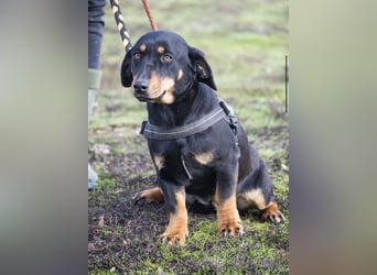 Tubi Si - Dackelmix-Mädel sucht Zuhause