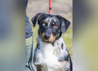 JAKOB (SI) – anhänglicher junger Dackel-Mix sucht sein Zuhause