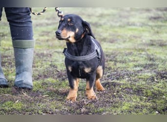 Tubi Si - Dackelmix-Mädel sucht Zuhause