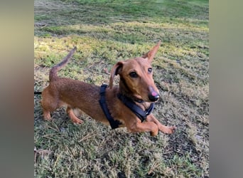 Tutaj – Kleiner Dackelmann sucht sein Für-immer-Zuhause