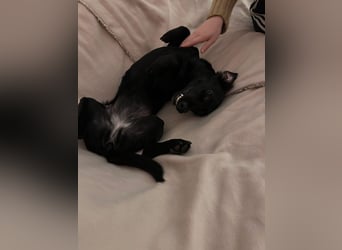 Sumi LM – Powerpaket auf der Suche nach ihrem Traumzuhause 