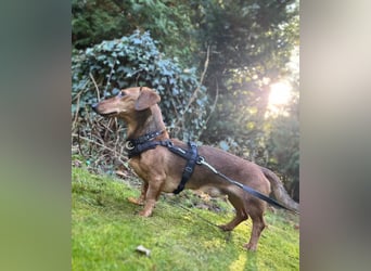 Tutaj – Kleiner Dackelmann sucht sein Für-immer-Zuhause