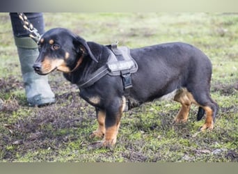 Tubi Si - Dackelmix-Mädel sucht Zuhause