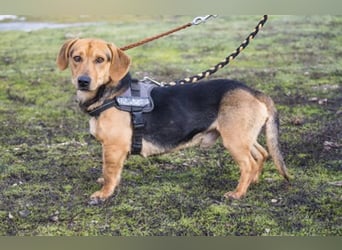 Marsall Si- kleiner Dackelmix möchte gerne warmes Körbchen beziehen