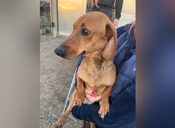 Little Foot KK Raus aus dem Tierheim rein ins Glück