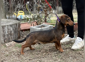 KLEON (KK) – fröhlicher Dackel-Mix sucht Menschen für gemeinsame Abenteuer