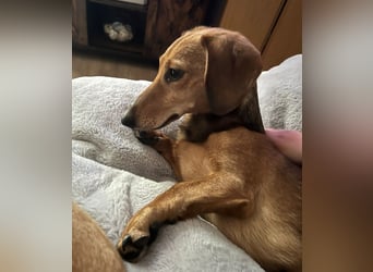 Tutaj – Kleiner Dackelmann sucht sein Für-immer-Zuhause